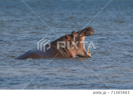 HIPPOPOTAMUS AMPHIBIUS, South Africa 71365663