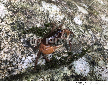 サワガニ Geothelphusa dehaani 71365686