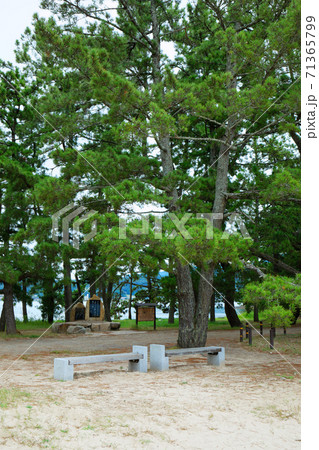 与謝野寛・晶子ご夫妻歌碑　天橋立　松林 71365799