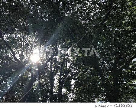 柔らかな木漏れ陽の下で 71365855