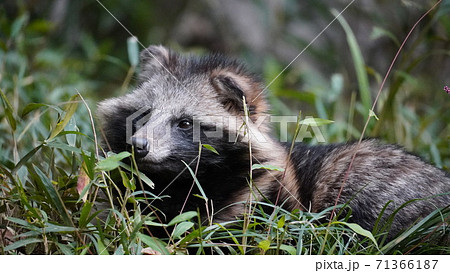 草むらにいるホンドタヌキ 71366187