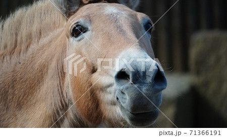 ナイスな顔のモウコノウマ 71366191