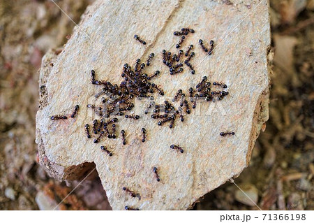 アリ　蟻　昆虫　群れ　大群　社会性昆虫　Ant 71366198