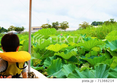 花ハス 観光客 子供 ハス 蓮 Lotus ロータス つつじが岡公園 花ハス遊覧船 花ハス 観光客 子供 ハス 蓮 Lotus ロータス つつじが岡公園 花ハス遊覧船 71366214
