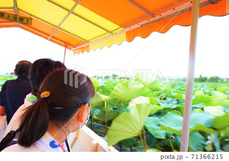 花ハス　観光客　ハス　蓮　Lotus 　ロータス　つつじが岡公園　花ハス遊覧船　　 71366215