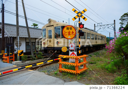 天橋立駅近くの踏切を通過中の列車 コスモスの花 天橋立駅近くの踏切を通過中の列車 コスモスの花 71366224