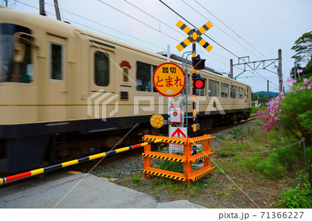 天橋立駅近くの踏切を通過中の列車　コスモスの花 71366227