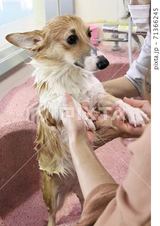 シャンプーをしてもらっているコーギー 71366245