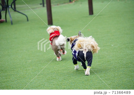 追いかけっこする犬の後ろ姿 71366489