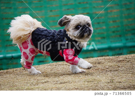 歩き始める犬 71366505