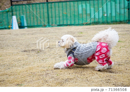遊びを誘う犬の写真素材