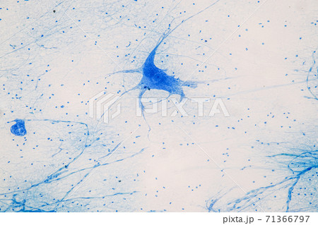Education Spinal cord  and Motor Neuron under the microscope in Lab. 71366797