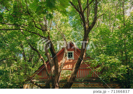 Belarus. Abandoned House Overgrown With Trees And Vegetation In Chernobyl Resettlement Zone. Chornobyl Catastrophe Disasters. Dilapidated House In Belarusian Village. Whole Villages Must Be Disposed Belarus. Abandoned House Overgrown With Trees And Vegetation In Chernobyl Resettlement Zone. Chornobyl Catastrophe Disasters. Dilapidated House In Belarusian Village. Whole Villages Must Be Disposed 71366837