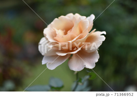 薔薇13 薔薇13 71366952