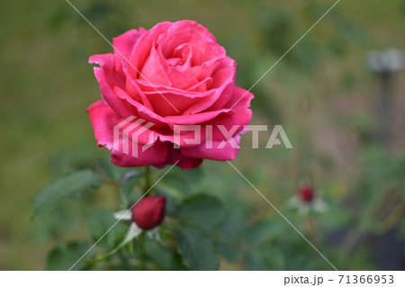 薔薇14 薔薇14 71366953