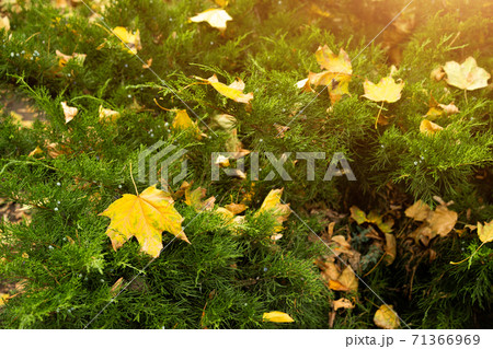 Warm autumn abstract background. Yellow maple leaves fell on green branches of juniper Warm autumn abstract background. Yellow maple leaves fell on green branches of juniper 71366969