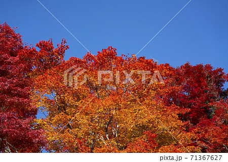 紅葉・秋 紅葉・秋 71367627