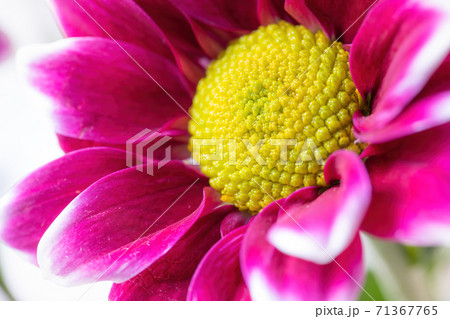 Wet chrysanthemum macro photo Wet chrysanthemum macro photo 71367765