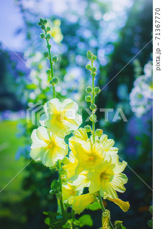 Bright crimson mallow flowers on a blurred background. Bright crimson mallow flowers on a blurred background. 71367770