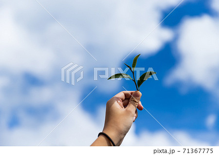 Hand pick green tea leaves and show under blue sky for freshness drinking concept 71367775