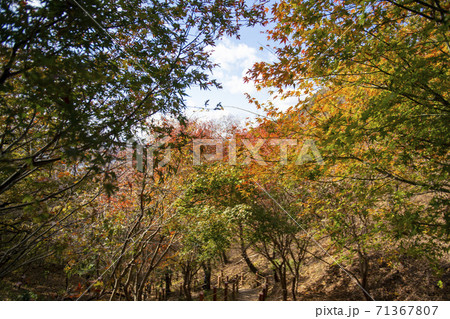 スリサン 安山市 秋 71367807