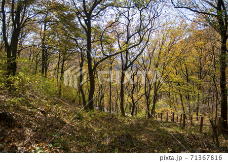 スリサン 安山市 秋 71367816