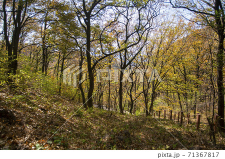 スリサン 安山市 秋 71367817