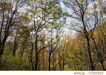 スリサン 安山市 秋 71367825