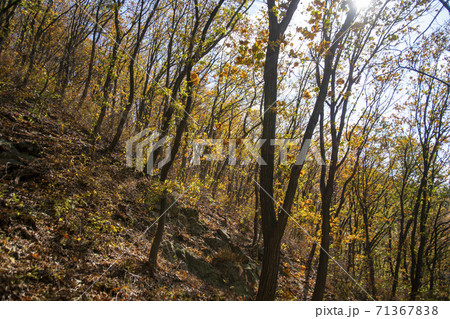 スリサン 安山市 秋 71367838