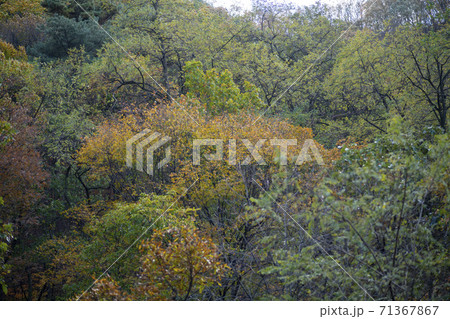 植物 秋 紅葉 71367867