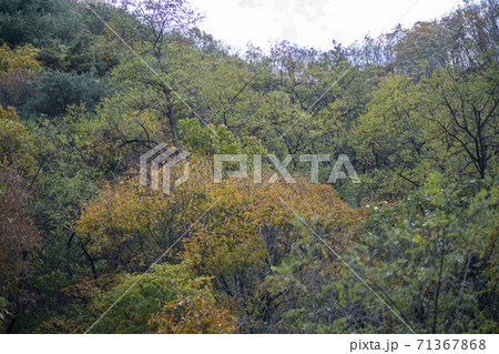 スリサン 安山市 秋 71367868