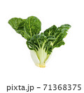 fresh baby chinese cabbage on white background 71368375