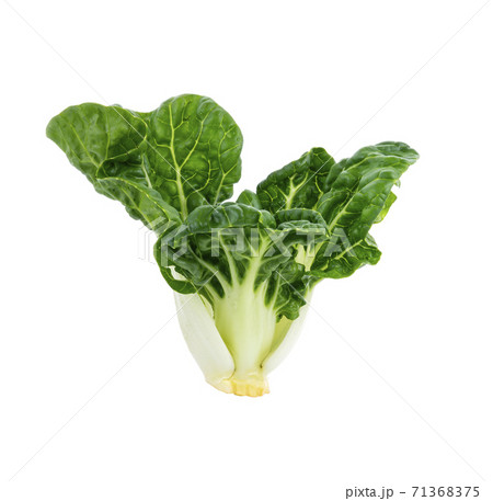 fresh baby chinese cabbage on white background fresh baby chinese cabbage on white background 71368375