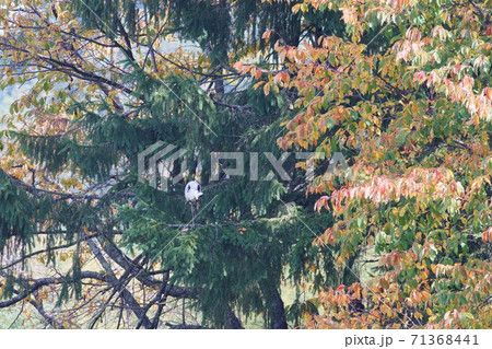 樹上で毛づくろいをするアオサギ 71368441