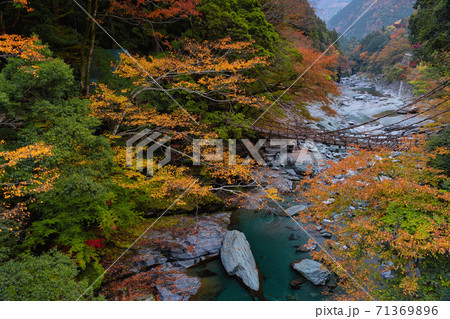 祖谷のかずら橋の紅葉風景 71369896