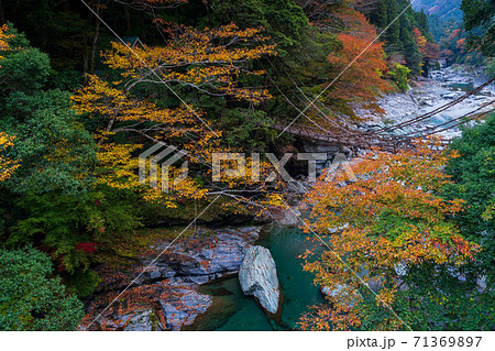 祖谷のかずら橋の紅葉風景 71369897