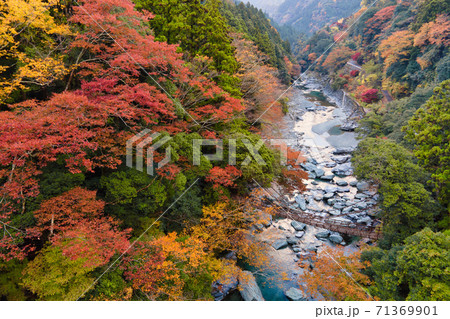 祖谷のかずら橋の紅葉風景 祖谷のかずら橋の紅葉風景 71369901