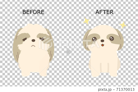 犬のトリミング シーズー ビフォアアフター 白背景のイラスト素材
