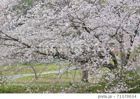 日本を代表する花 桜の花 の写真素材