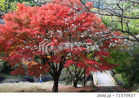 鶴見岳自然公園の紅葉　もみじと冬桜 71370637