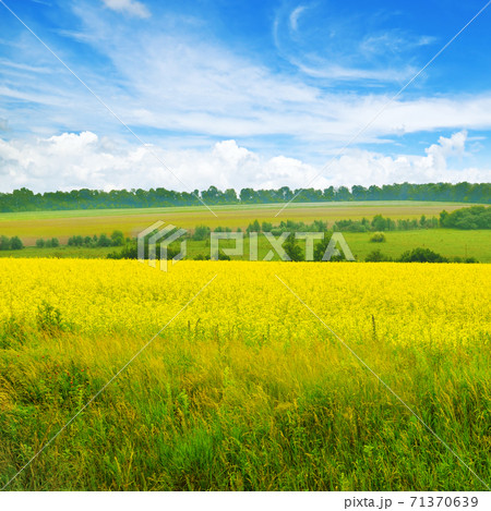 Yellow field of flowering rape and blue sky with clouds. 71370639