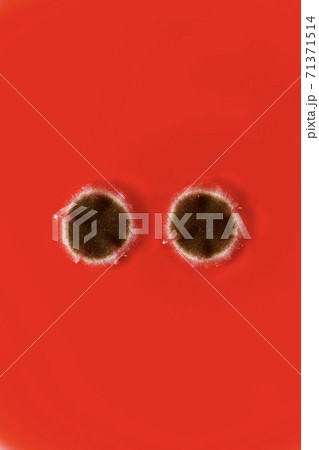 Vertical image of two round spots of brown mold. On a red background. 71371514