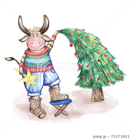 Bull symbol of 2021. Cute bull in a sweater decorates the Christmas tree. Bull symbol of 2021. Cute bull in a sweater decorates the Christmas tree. 71371601