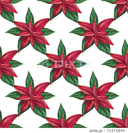 .poinsettia seamless pattern. Christmas watercolor pattern 71371644