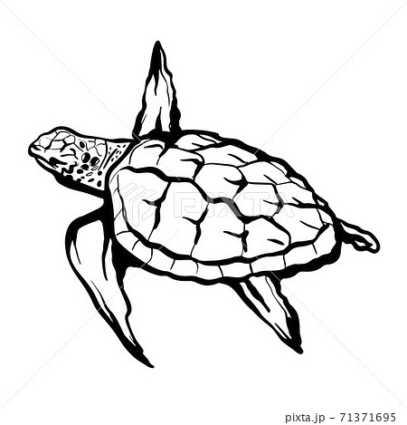 Sea Turtle Hand Drawn Illustration のイラスト素材