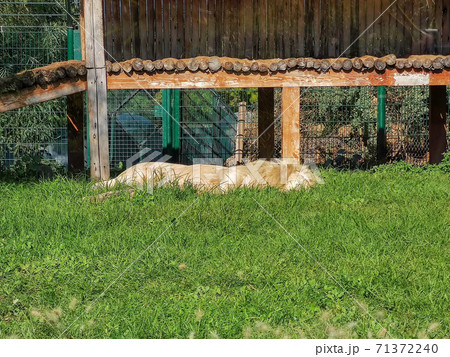 A big lion sleeping in the zoo 71372240
