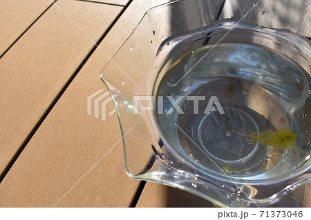 金魚鉢で飼育しているメダカの稚魚の写真素材