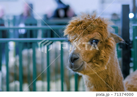 Portrait of brown alpaca at agricultural animal exhibition- close up view 71374000