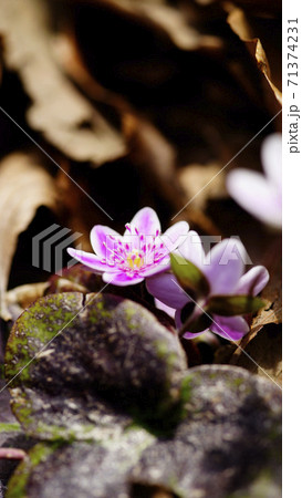 待受け画面 雪割草 白 ピンク 画面比率16:9 待受け画面 雪割草 白 ピンク 画面比率16:9 71374231
