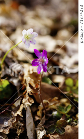 待受け画面　雪割草　ピンク　画面比率16:9 71374233